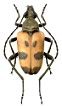 Pachytodes cerambyciformis